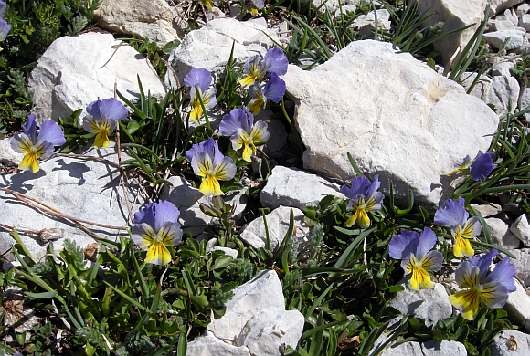 Viola eugeniae?
